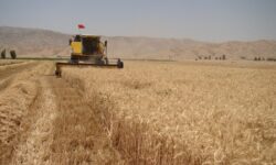 کاهش ۵۰ درصدی تولید گندم در شهرستان پلدختر