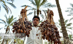 چرا سهم ایران از بازار جهانی خرما کاهش یافته است؟