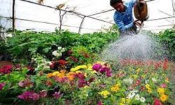 رئیس سازمان جهادکشاورزی استان:  سالانه ۴۵۰۰ تن محصول  گلخانه‌ای در ایلام تولید می‌شود