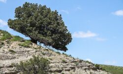 کپه داغ؛ از ذخیره گاه زیست کره تا رویای ایجاد پارک مرزی صلح و دوستی