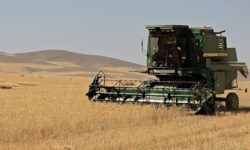 آغاز برداشت و خریدتضمینی گندم دربیجار