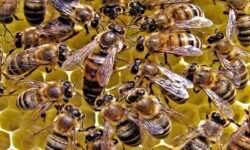 نخستین ایستگاه تولید ملکه زنبورعسل در استان بوشهر به بهره‌برداری رسید