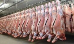 فعال شدن نخستین کشتارگاه صنعتی بوشهر تا پایان سال