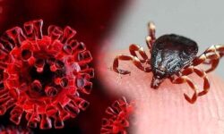 بوشهری‌ها مراقب بیماری تب کریمه کنگو باشند