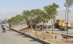 آغاز کاشت ۱۸۰ هزار نهال در حاشیه جاده‌های استان بوشهر