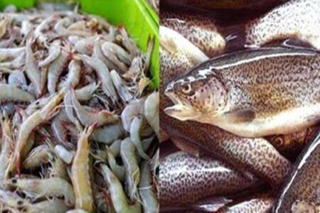 بیش از ۸ هزار تن ماهی و میگو از بوشهر صادر شد