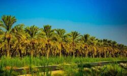 دستور وزیر کشاورزی برای خرید توافقی خرمای دشتستان