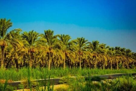 دستور وزیر کشاورزی برای خرید توافقی خرمای دشتستان