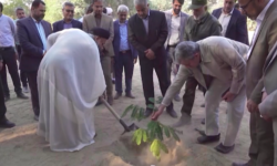 آغاز کشت نهال در استان بوشهر در طرح کاشت یک میلیارد درخت