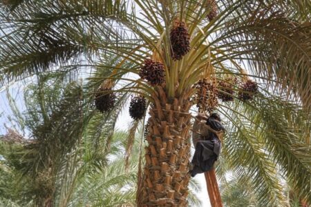 پایان برداشت محصول نخیلات استان بوشهر/ ۱۷۴ هزار تن محصول برداشت شد + تصویر