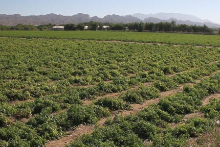 افزایش برداشت ‌گوجه فرنگی در ‌بوشهر/ قیمت در بازار کاهشی می‌شود