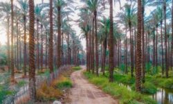 باغات دشتستان شناسنامه دار میشوند