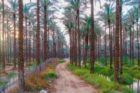 باغات دشتستان شناسنامه دار می‌شوند