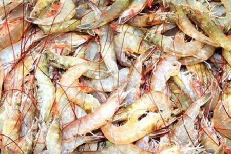 برگشت میگوی صادراتی بوشهر به دلیل ورود فاضلاب به دریا