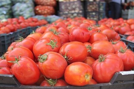 عوارض صادراتی گوجه فرنگی حذف می‌شود