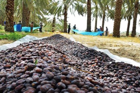موانع صادرات خرما برداشته شود