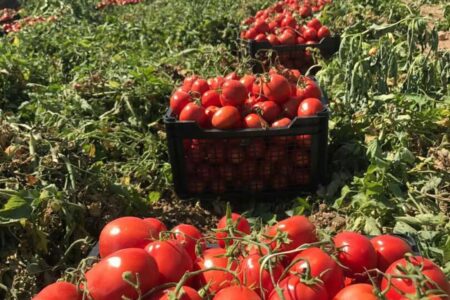 ۴۰۰ هزار تن گوجه‌فرنگی از مزارع استان بوشهر برداشت شد