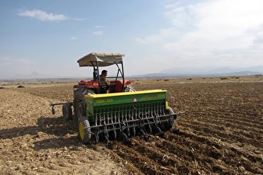 خسارت ۱۰۰ درصدی خشکسالی به محصول گندم در اراضی دیم استان بوشهر