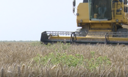 برداشت گندم از مزارع شهرستان بوشهر آغاز شد