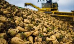 نرخ خرید تضمینی چغندر قند اعلام شد