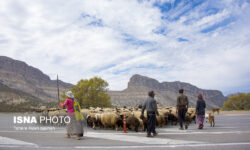 جلوگیری از گرفتاری عشایر در برف و سرما/ تأمین نهاده‌های دامی اولویت عشایر پایتخت