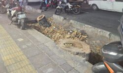 بیماری «فیتیله نارنجی» علت مرگ و قطع درختان خیابان فلسطین/ کاشت دوباره «چنار» در این خیابان