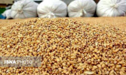 صادرات بیش از سه میلیون کیلوگرم خوراک آبزیان از لرستان