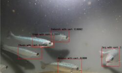 نظارت دائم بر پرورش ماهیها با هوش مصنوعی