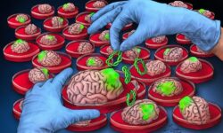 ابداع روشی نوآورانه برای شبیهسازی تومور مغزی در آزمایشگاه