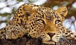 طرفداران مستندهای حیات وحش، سیاسی و تاریخی بیشترند