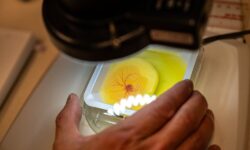 یافتن درمان مناسب برای سرطان با استفاده از تخم مرغ