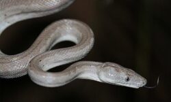 مارها دشمن نیستند؛ بی‌احتیاطی، علت اصلی گزش‌هاست