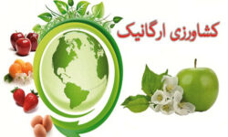 محصولات ارگانیک؛ از چالش گرانی تا فرصتهای صادراتی در بازار جهانی