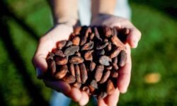 چرا شکلات تا این حد گران شد؟