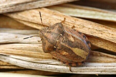 مبارزه با سن غلات در بیش از ۱۸ هزار هکتار اراضی بروجرد