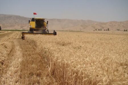 کاهش ۵۰ درصدی تولید گندم در شهرستان پلدختر