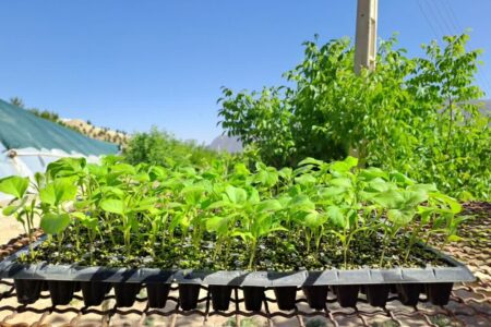 تأمین انواع نشاء گیاهان دارویی در مرکز تحقیقات گیاهان دارویی جهاد دانشگاهی لرستان