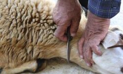 مراقب بیماری‌های مشترک دام و انسان هنگام ذبح باشید