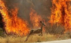 آتش در جان جنگل؛ روایت زخم‌های خاموش طبیعت ایران