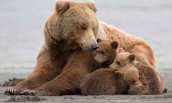 تولد توله خرس قهوه‌ای هنگام خواب زمستانی/ انسان مهم‌ترین عامل تهدید