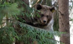 رکورد حملات خرس‌ها به انسان در ژاپن