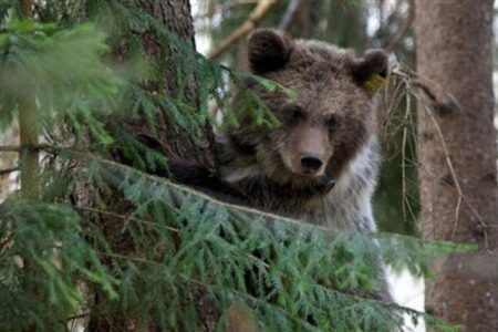 رکورد حملات خرس‌ها به انسان در ژاپن