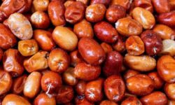 پیش بینی برداشت بیش از ۴۰ تن سنجد در آذربایجان غربی