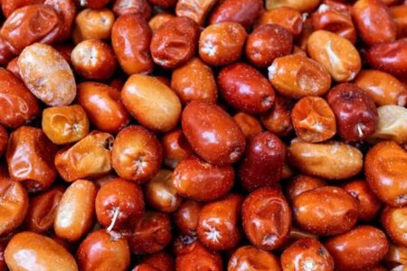 پیش بینی برداشت بیش از ۴۰ تن سنجد در آذربایجان غربی