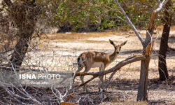 تداوم پدیده هجوم حیات‌وحش گرسنه به روستاهای حاشیه ذخیره‌گاه زیستکره توران