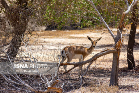 تداوم پدیده هجوم حیات‌وحش گرسنه به روستاهای حاشیه ذخیره‌گاه زیستکره توران