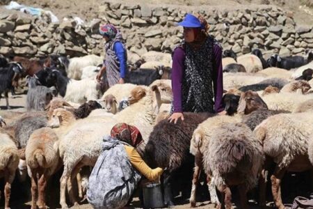 نگاهی صمیمی به زیست و فرهنگ عشایر خراسان جنوبی در یک مستند