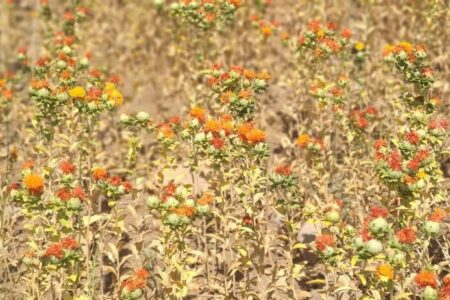 آغاز کشت گلرنگ در دهلران