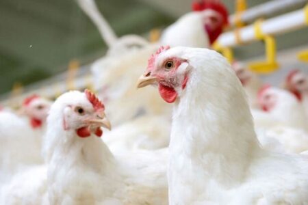 سایه کمبود نهاده‌ها بر فعالیت مرغداران همدان