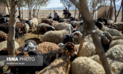 قاچاقچی دام در قم ناکام ماند